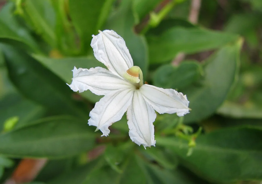 Mountain naupaka (Scaevola gaudichaudiana)
