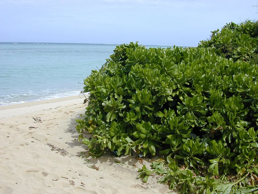 Naupaka kahakai (Scaevola taccada)