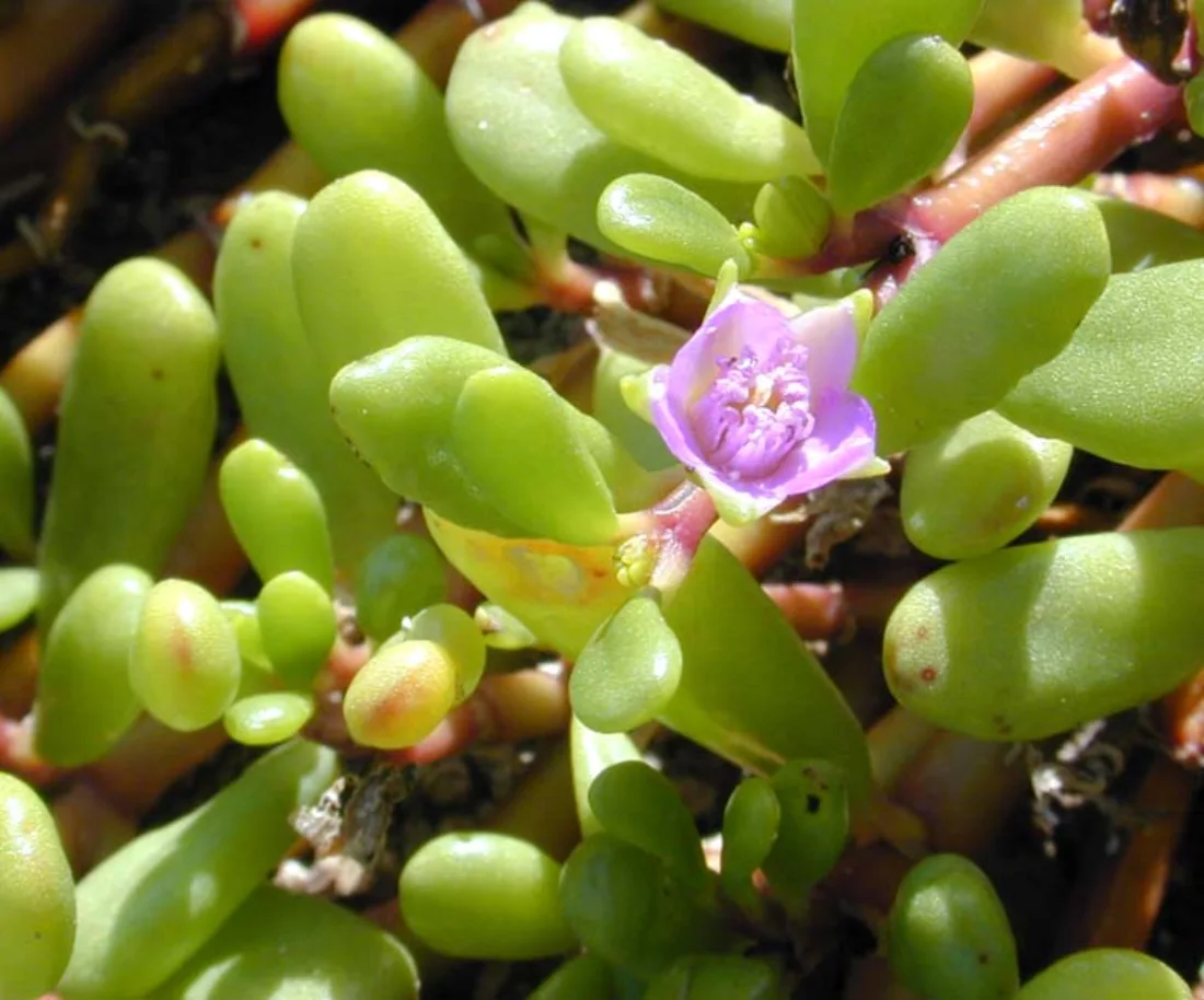 ʻĀkulikuli (Sesuvium portulacastrum)