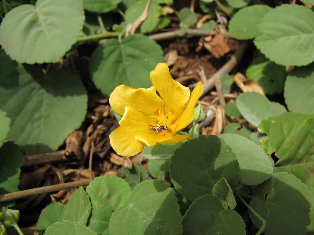 ʻIlima (Sida fallax)