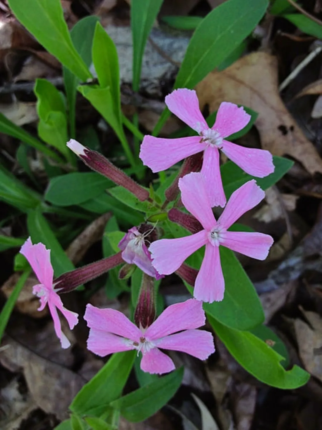 Silene caroliniana