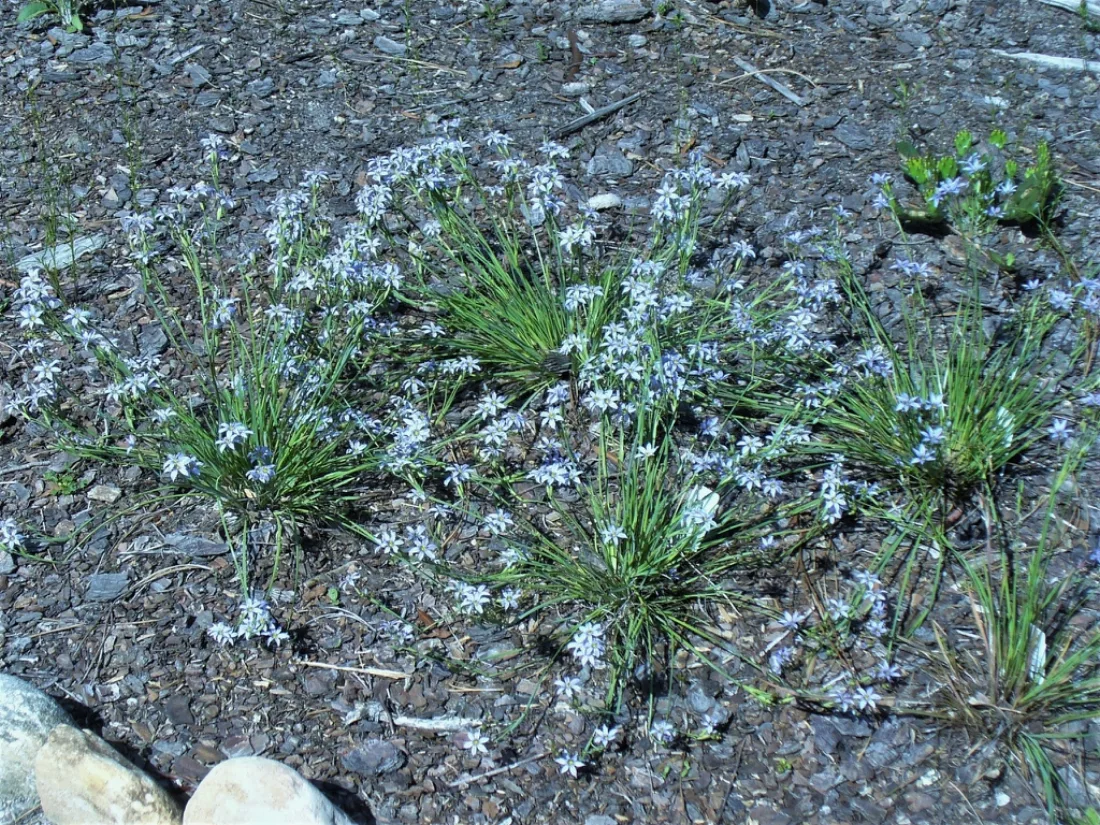 Form in the spring in Moore County