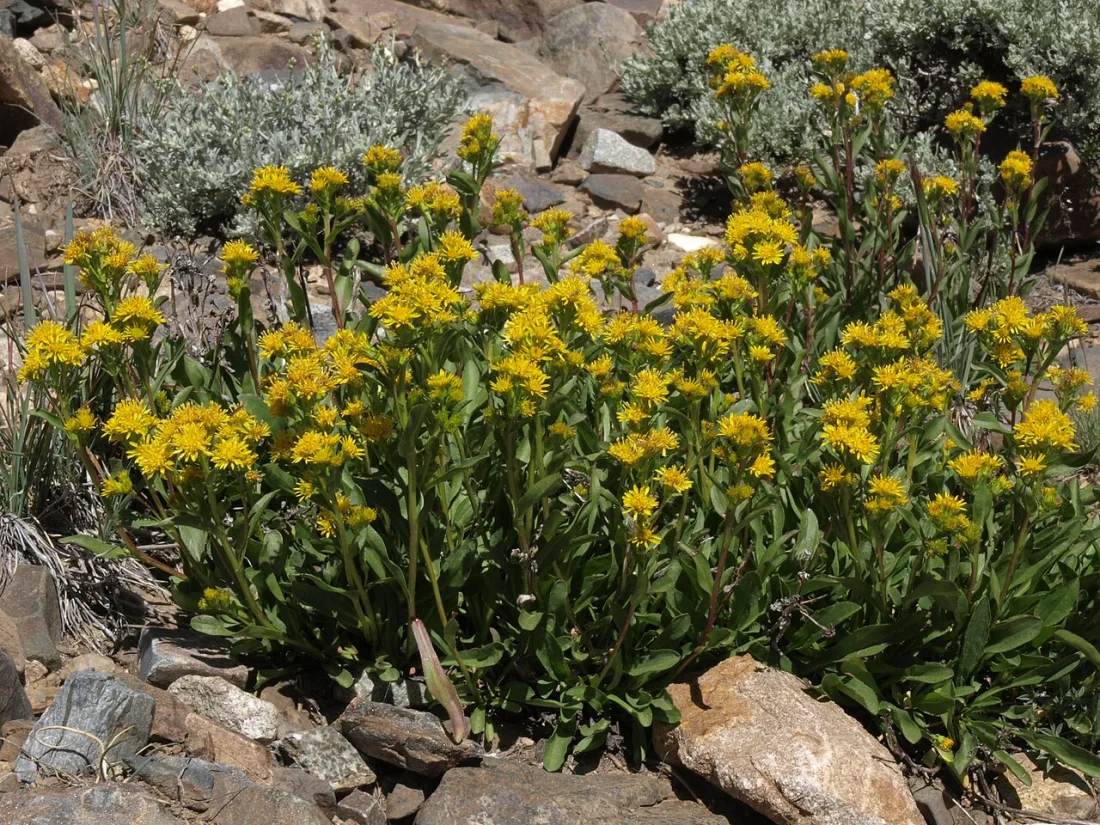 Northern goldenrod (Solidago multiradiata)