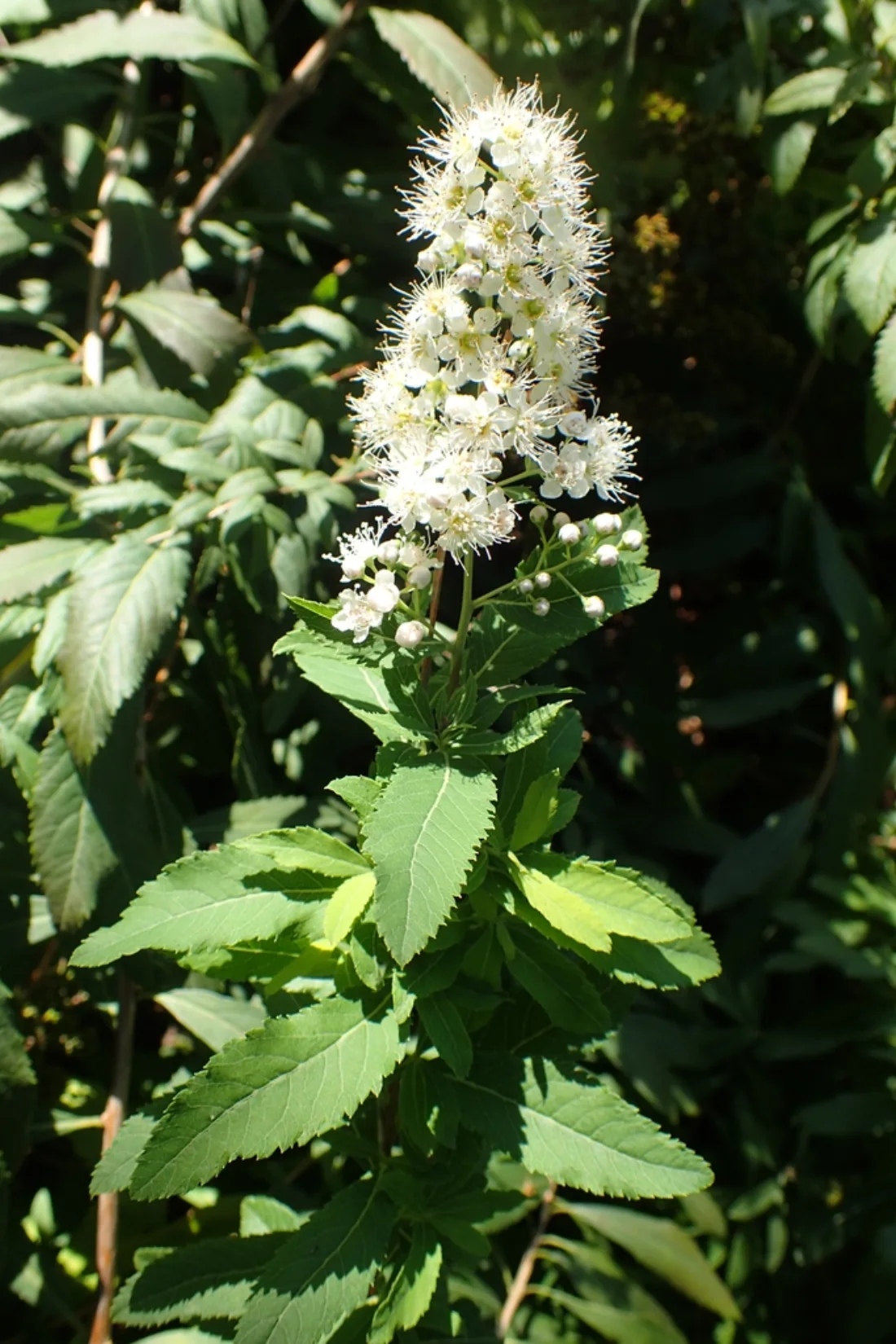 Spiraea Alba
