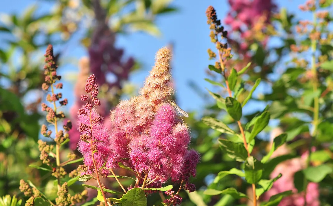 Douglas spirea (Spiraea douglasii)