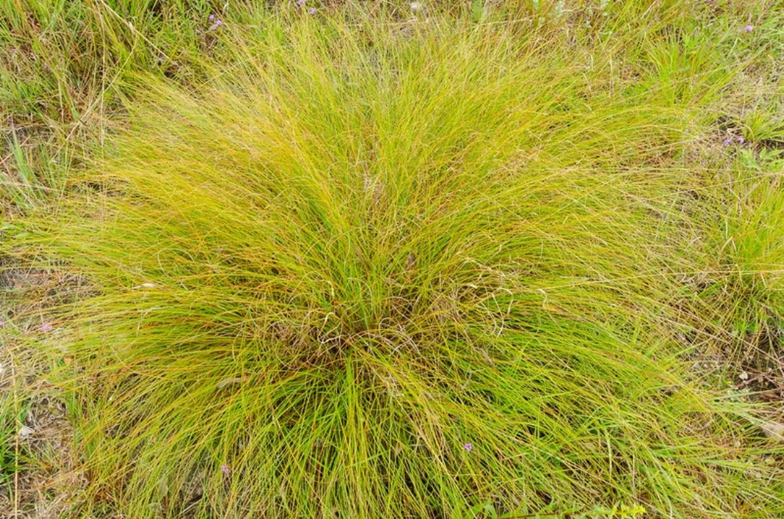 Tuft of golden grass.