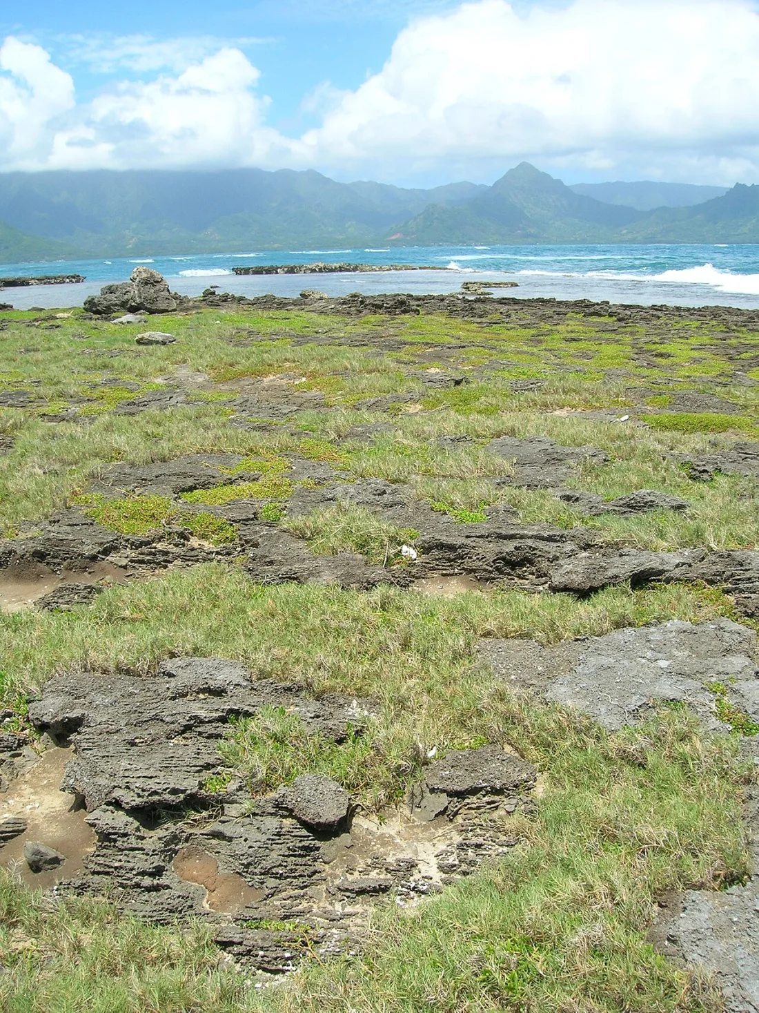 ʻAkiʻaki (Sporobolus virginicus)