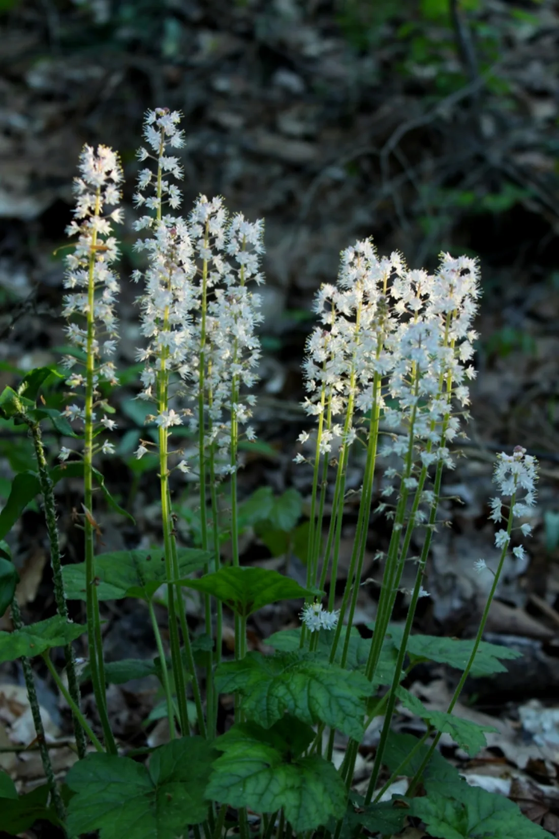 Erect racemes of small, white flowers above green foliage.