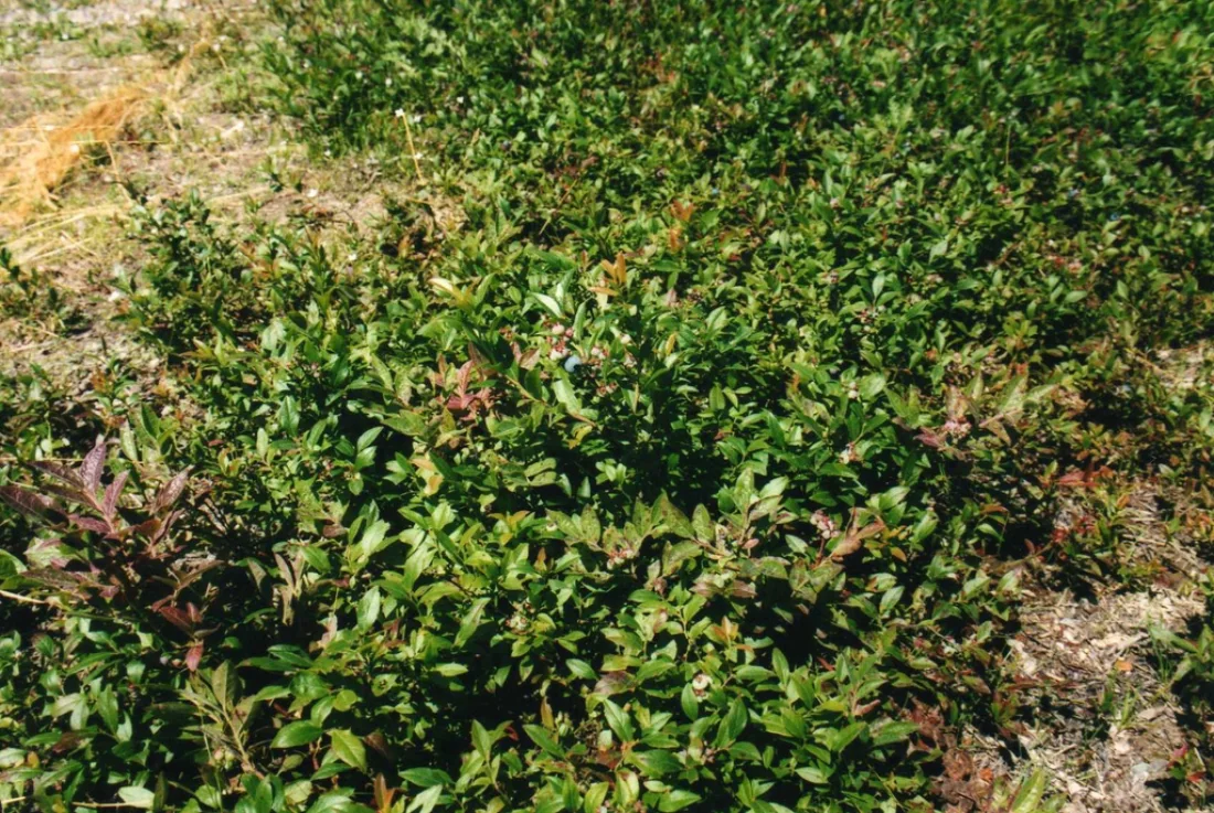 Vaccinium angustifolium
