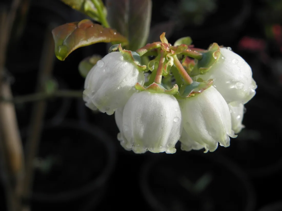 Vaccinium corymbosum