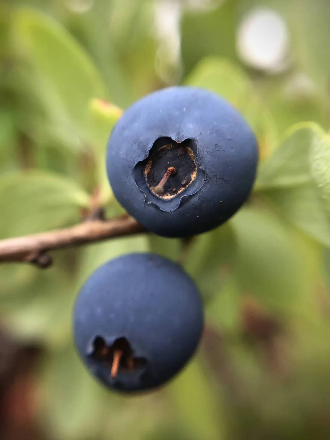 Bog blueberry (Vaccinium uliginosum)