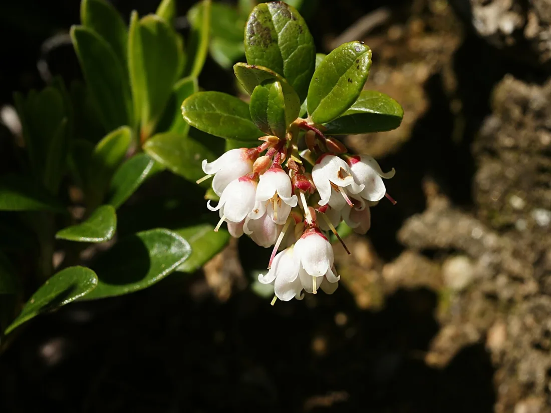 Lingonberry (Vaccinium vitis-idaea)