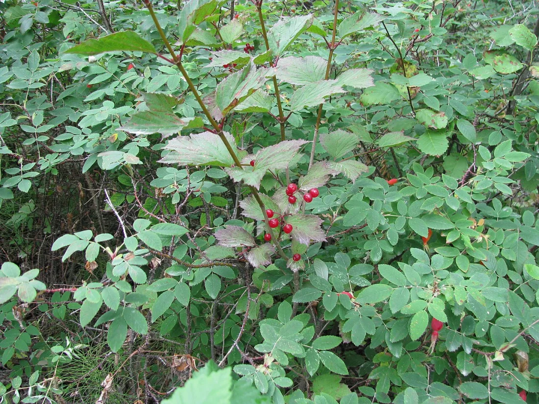 Squashberry (Viburnum edule)