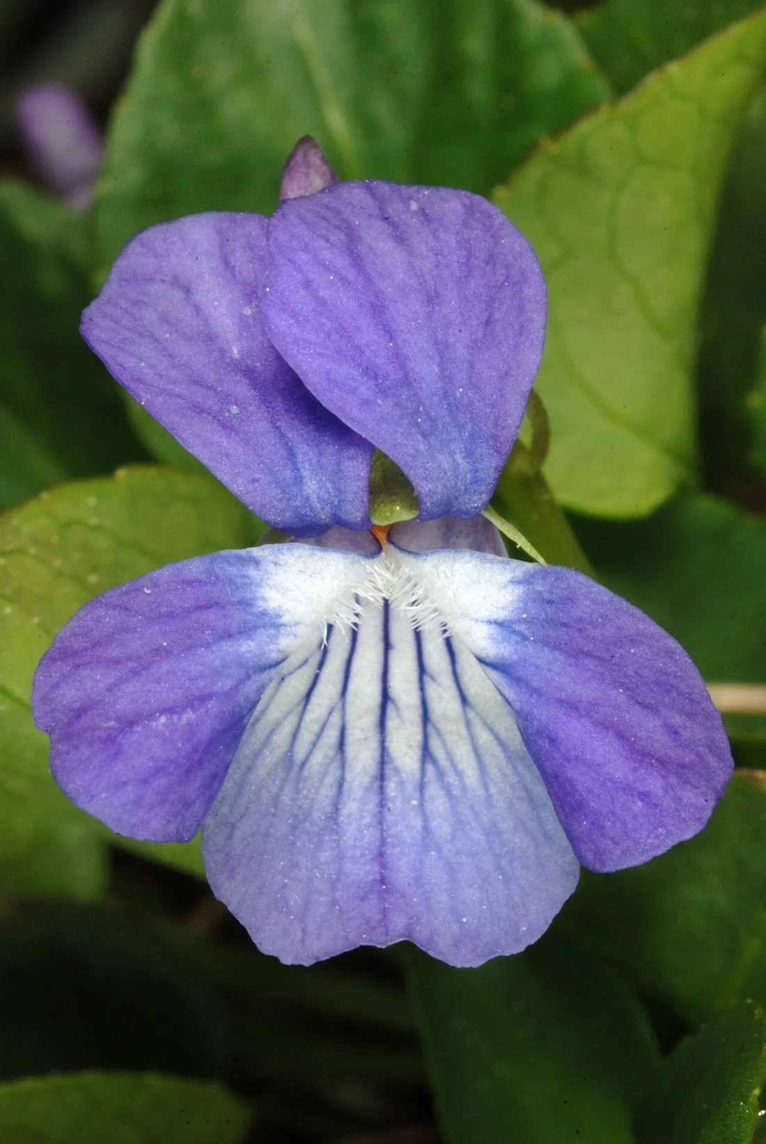Hookedspur violet (Viola adunca)