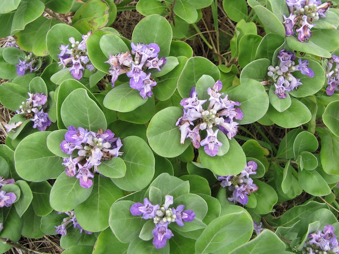 Pōhinahina (Vitex rotundifolia)