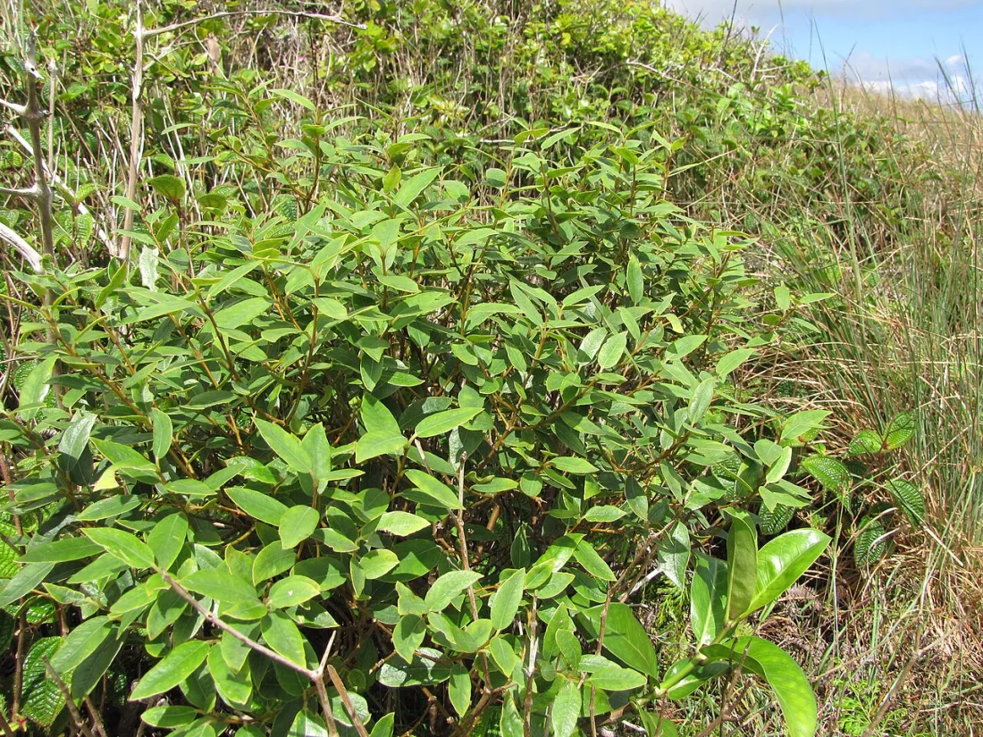 Oʻahu ʻākia (Wikstroemia oahuensis)