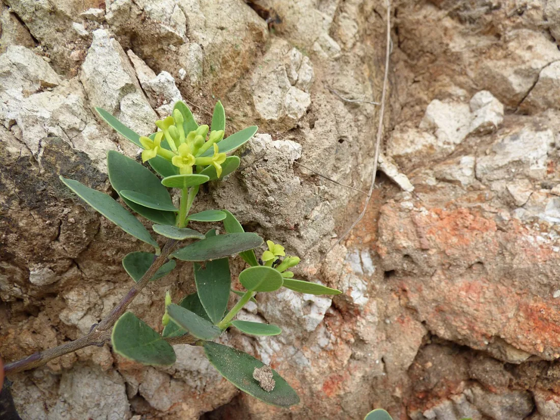 ʻĀkia (Wikstroemia uva-ursi)